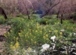 Lake Canyon -- Lake Canyon wild flowers, Lamont Crabtree Photo